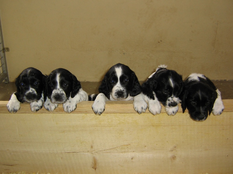 CHIOTS BELETTE 1er portée