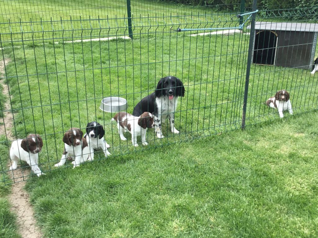 Chiot English Springer Spaniel De La Plume D'automne