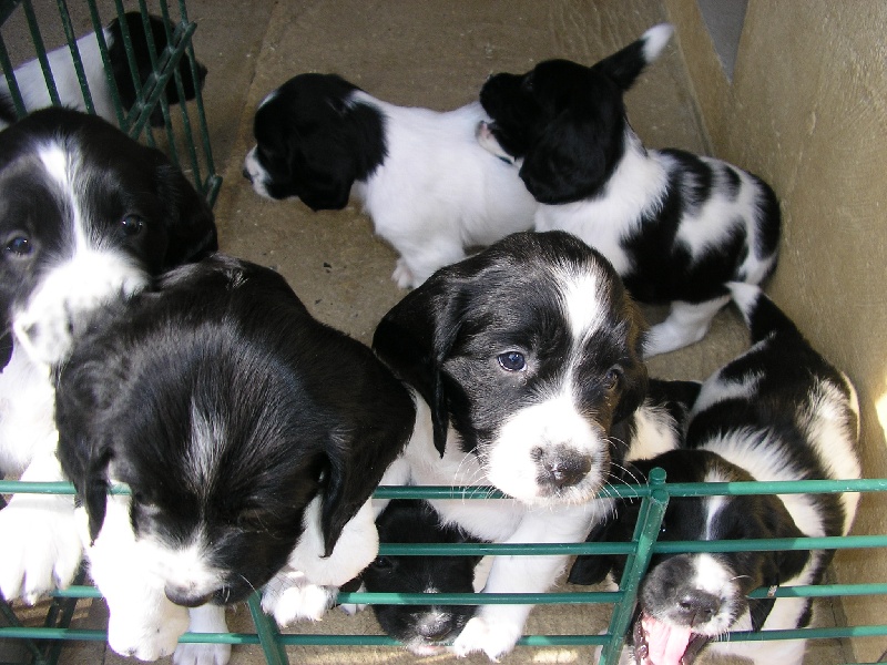 Chiot English Springer Spaniel De La Plume D'automne