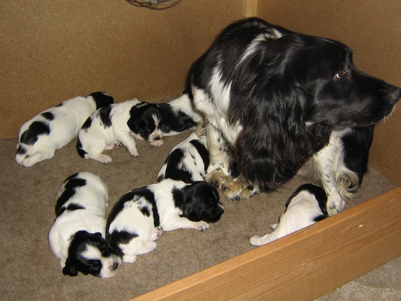 Chiot English Springer Spaniel De La Plume D'automne